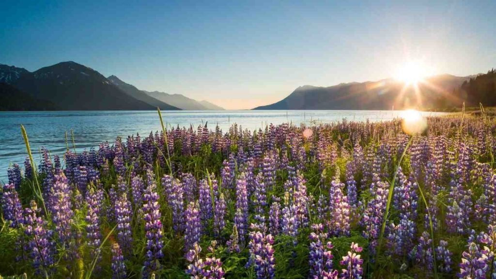 alaska